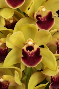 Cymbidium Pacific Sparkle New Horizon AM/AOS 82 pts.